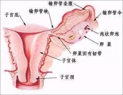 输卵管粘连，你知道多少？ 