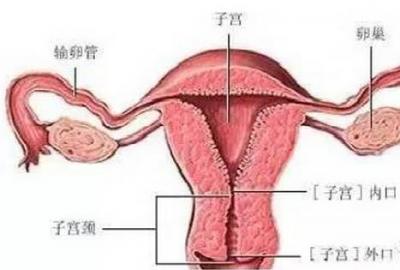 多囊卵巢 ≠ 多囊卵巢综合征 